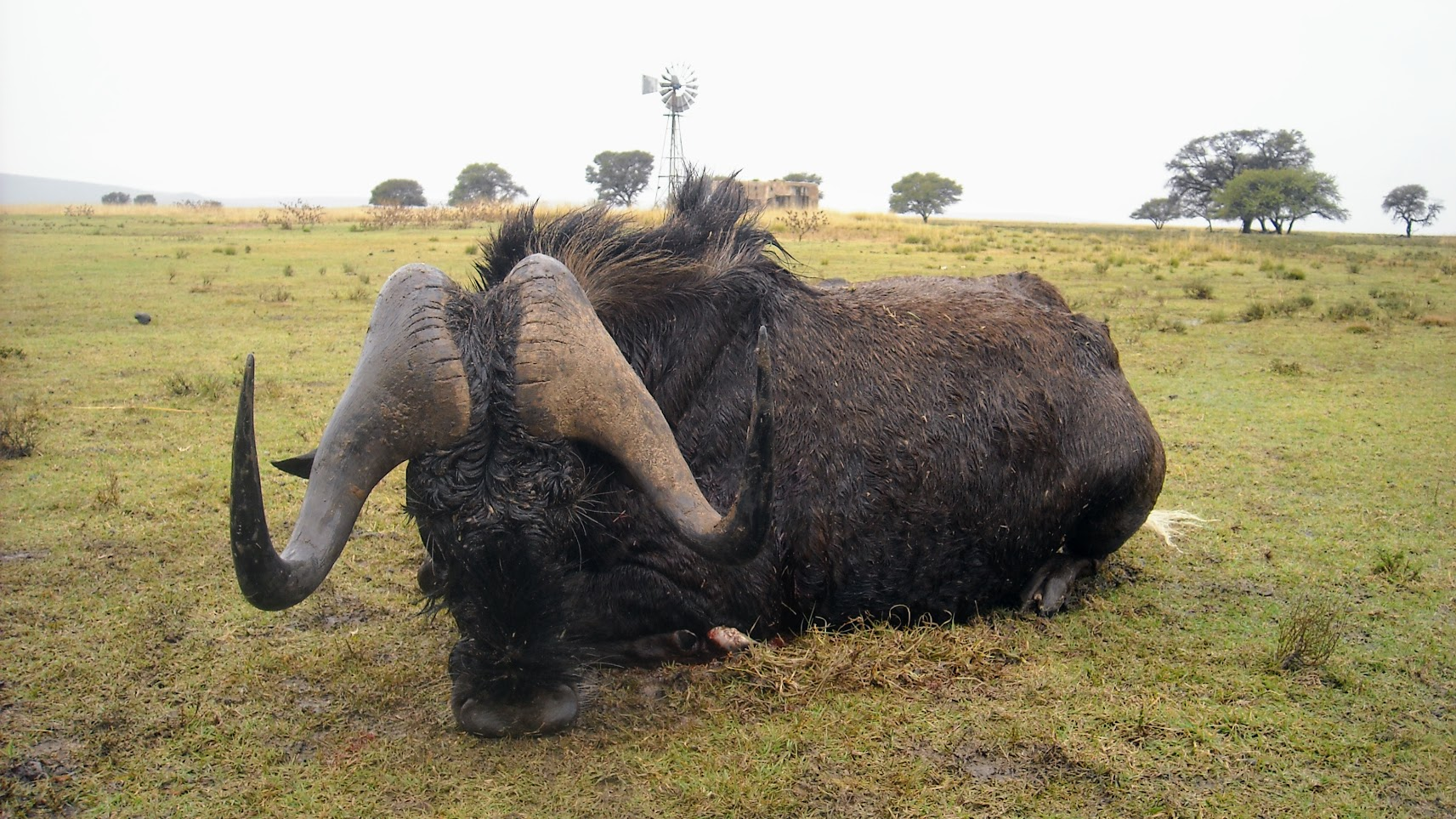 A good Black Wildebeest bull
