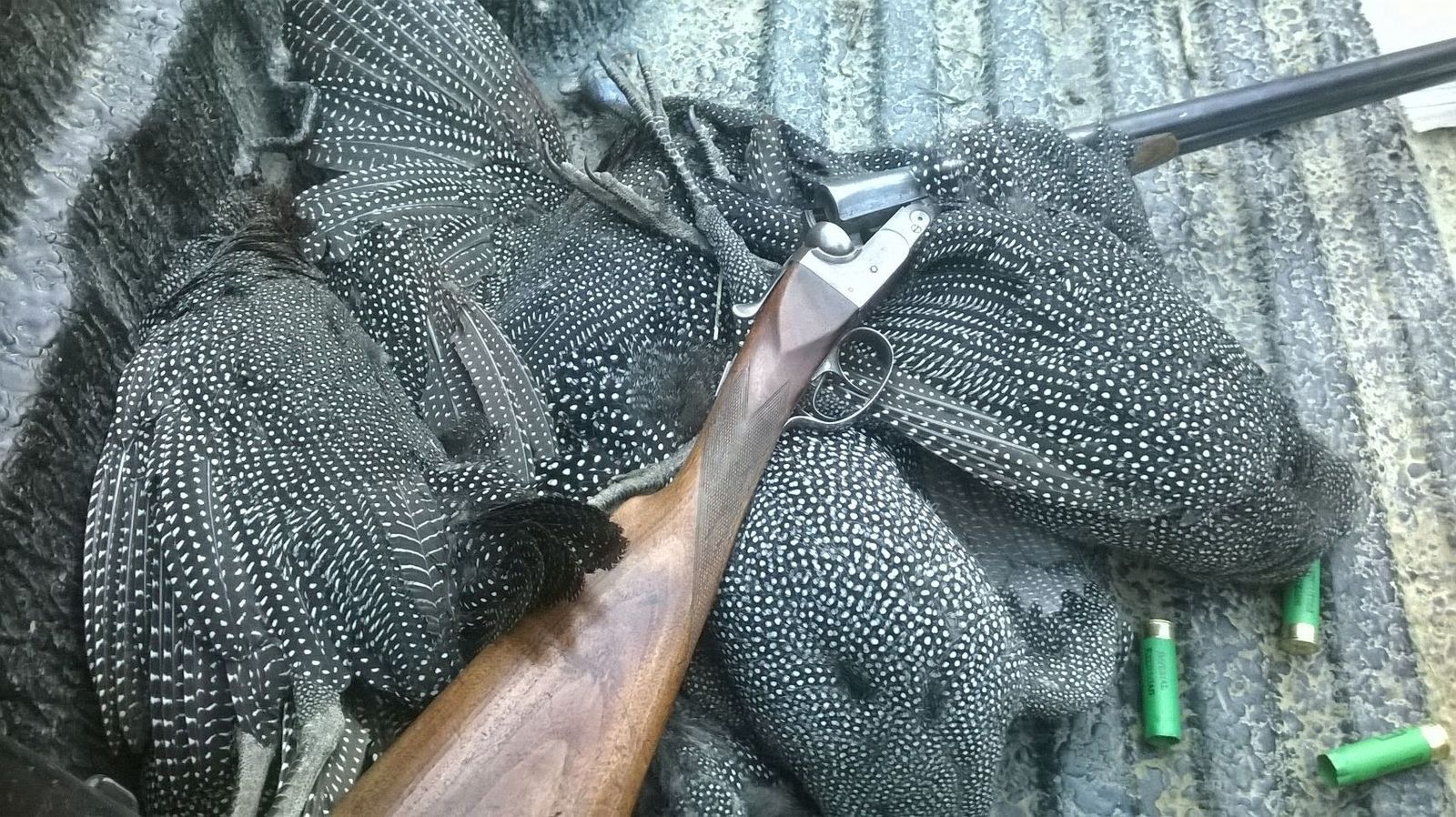 A brace of Guineas taken with a 12 gaugae side by side